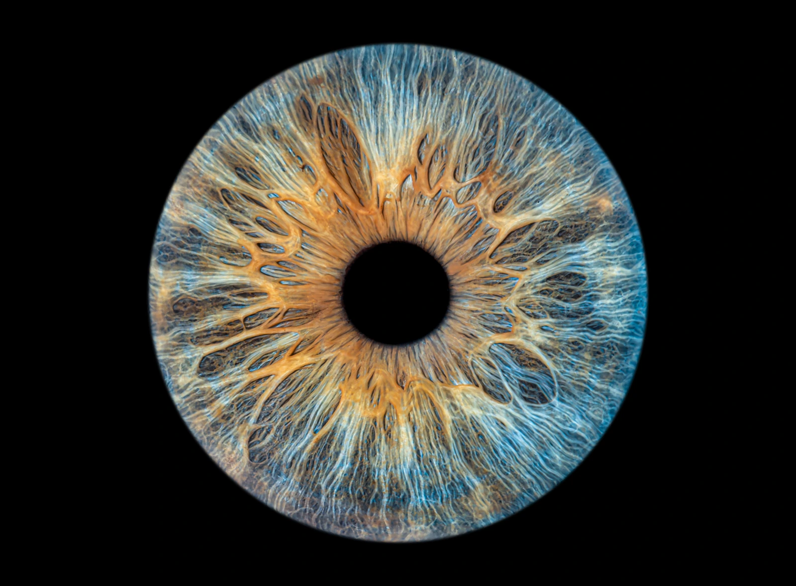Fertiges Irisbild eines echten fotografierten Auges
