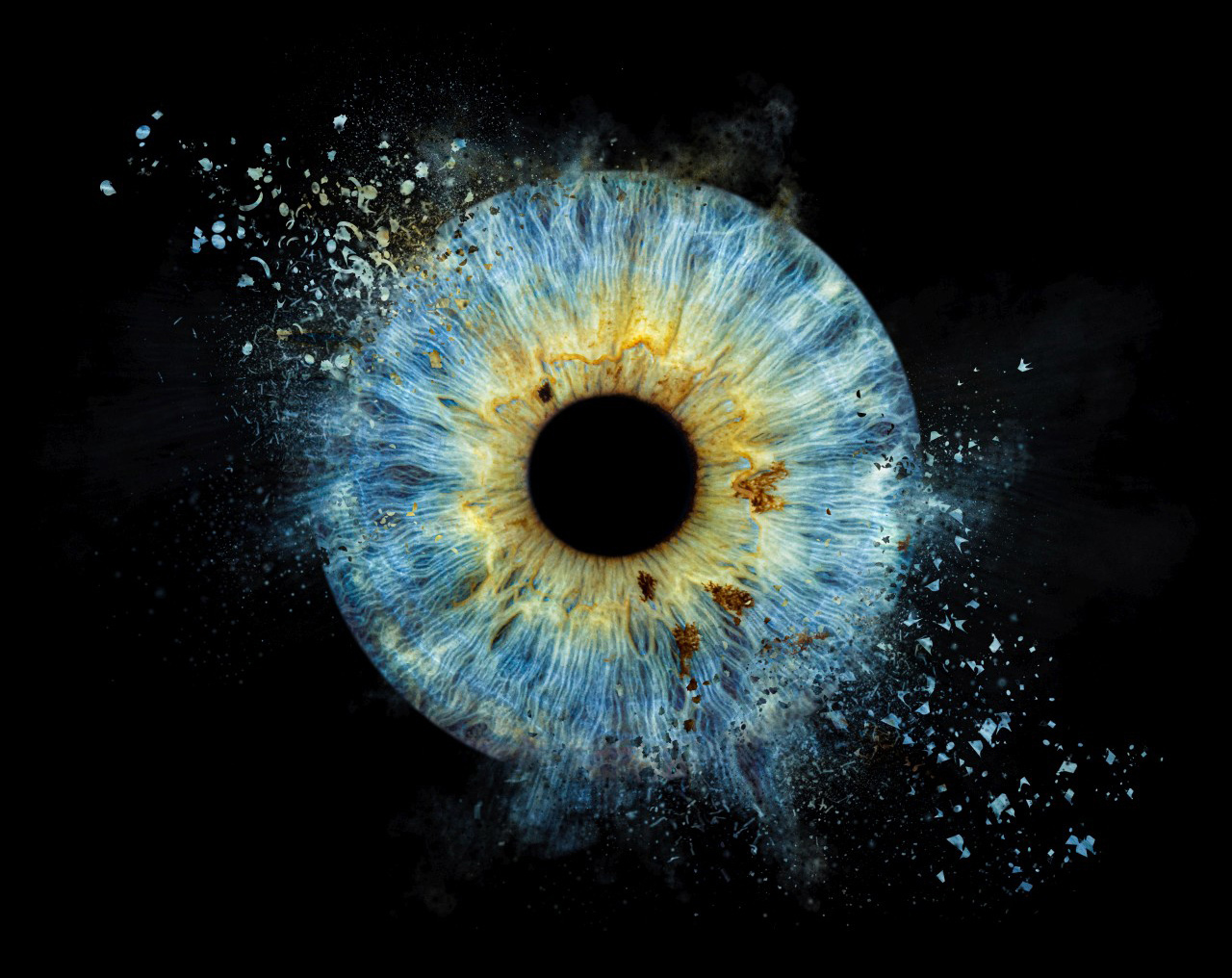 Echte blau-goldene Iris mit spektakulärer Explosionsgestaltung